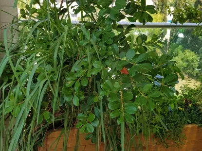 פינת מאכל גויבה תותית ותבלינים